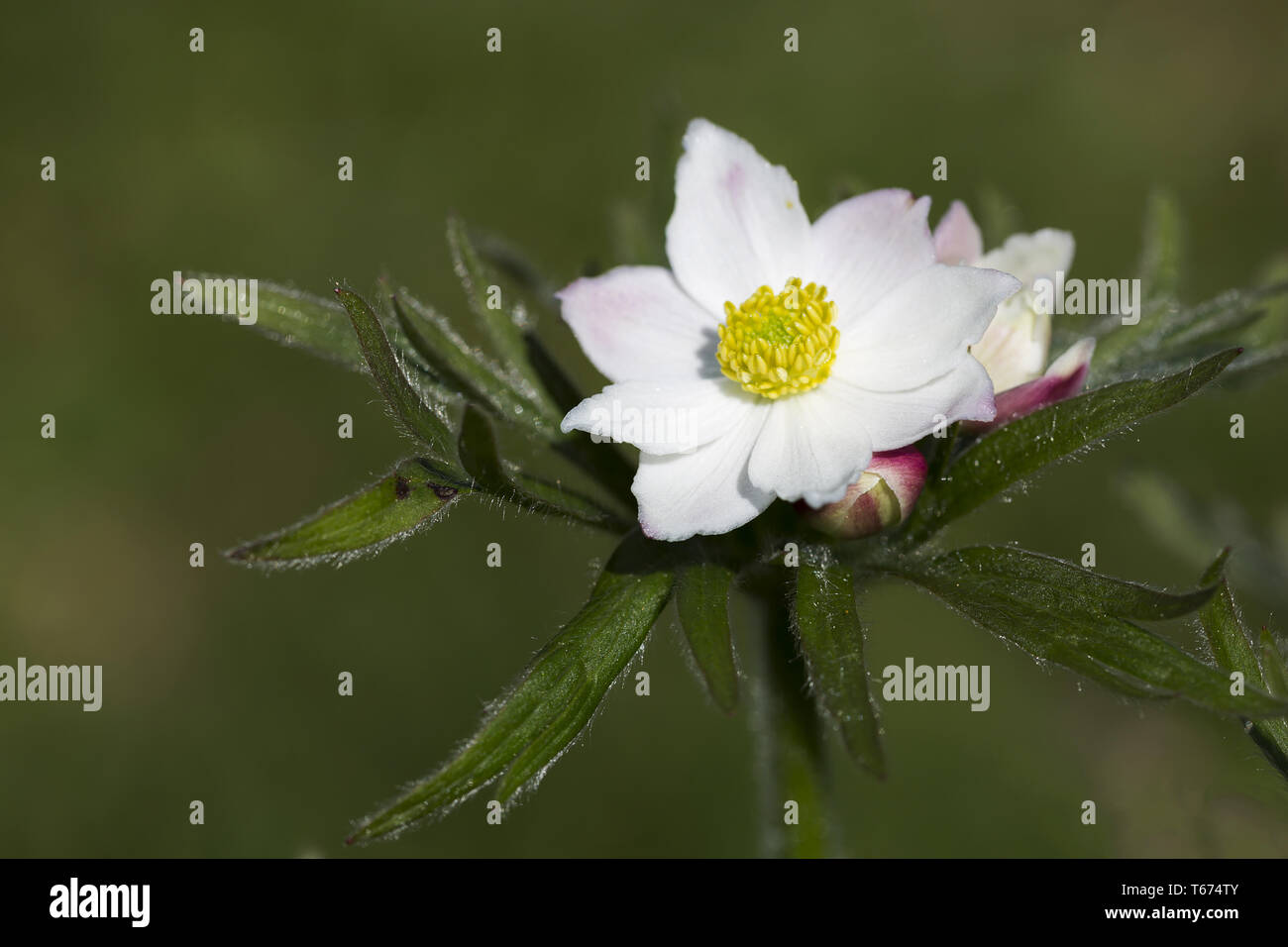 narcissus anemone, Anemone narcissiflora, syn.: Anemonastrum narcissiflorum Stock Photo