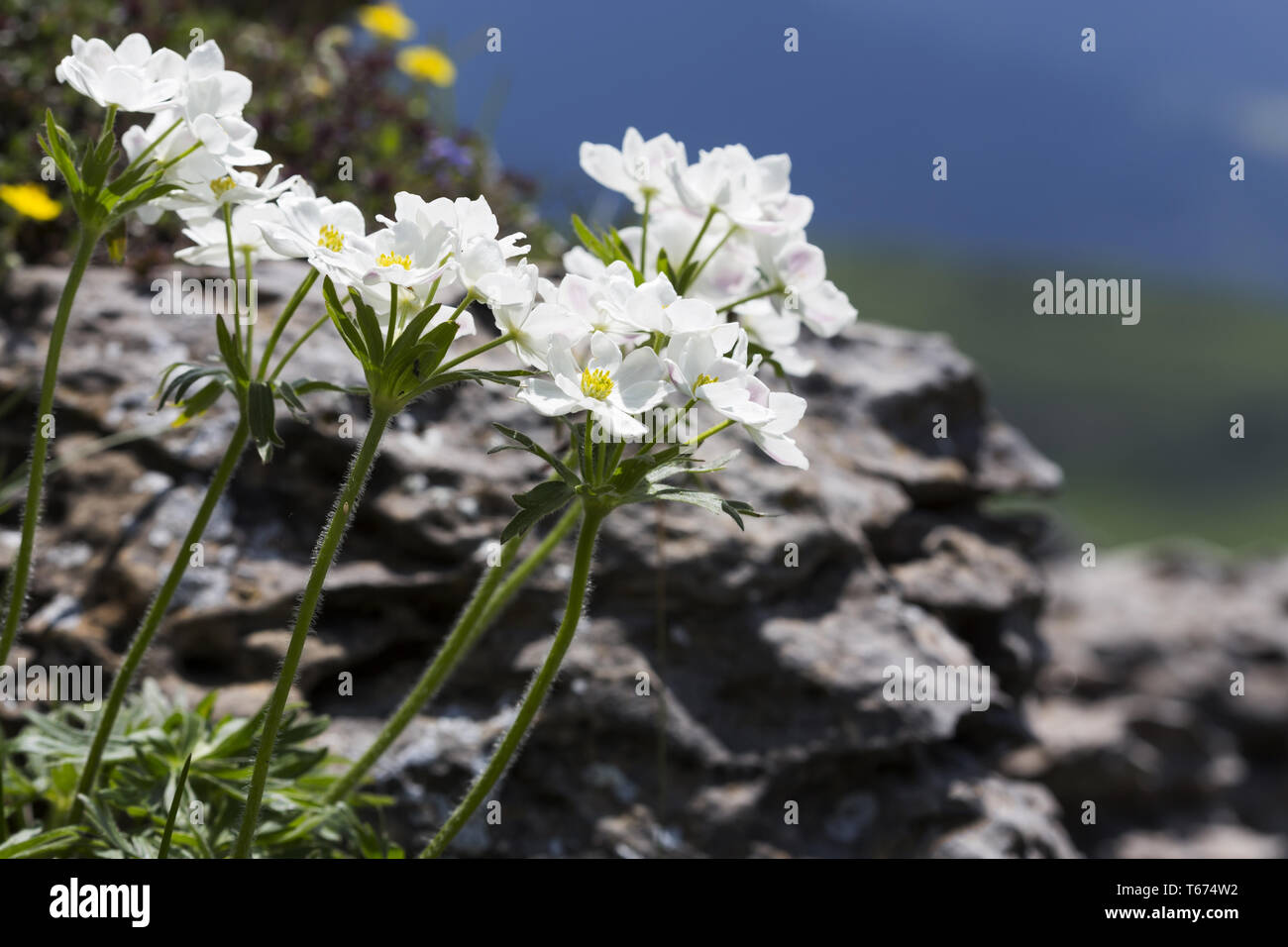 narcissus anemone, Anemone narcissiflora, syn.: Anemonastrum narcissiflorum Stock Photo