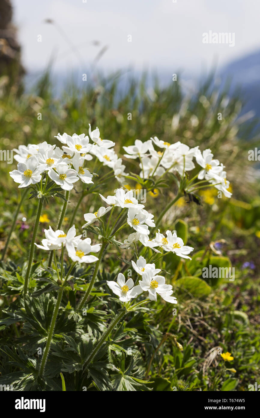 narcissus anemone, Anemone narcissiflora, syn.: Anemonastrum narcissiflorum Stock Photo