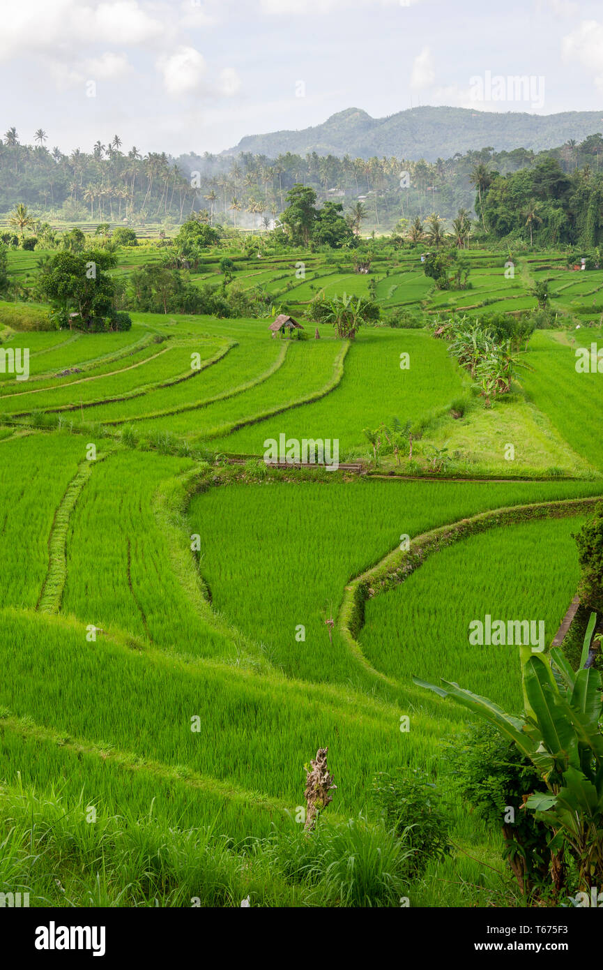 Rice Terraces in Eastern Bali, Indonesia Stock Photo