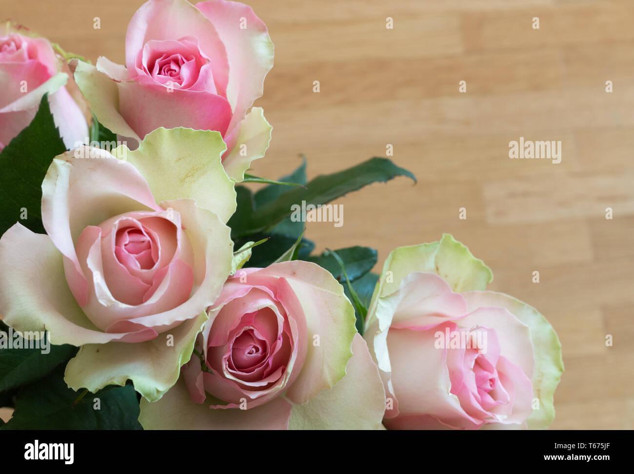 pink roses with green tips