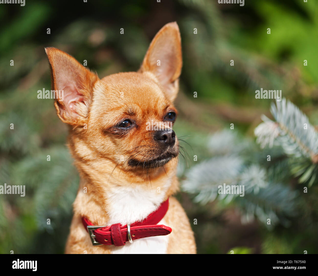 Red chihuahua dog on garden background. Selective Stock Photo