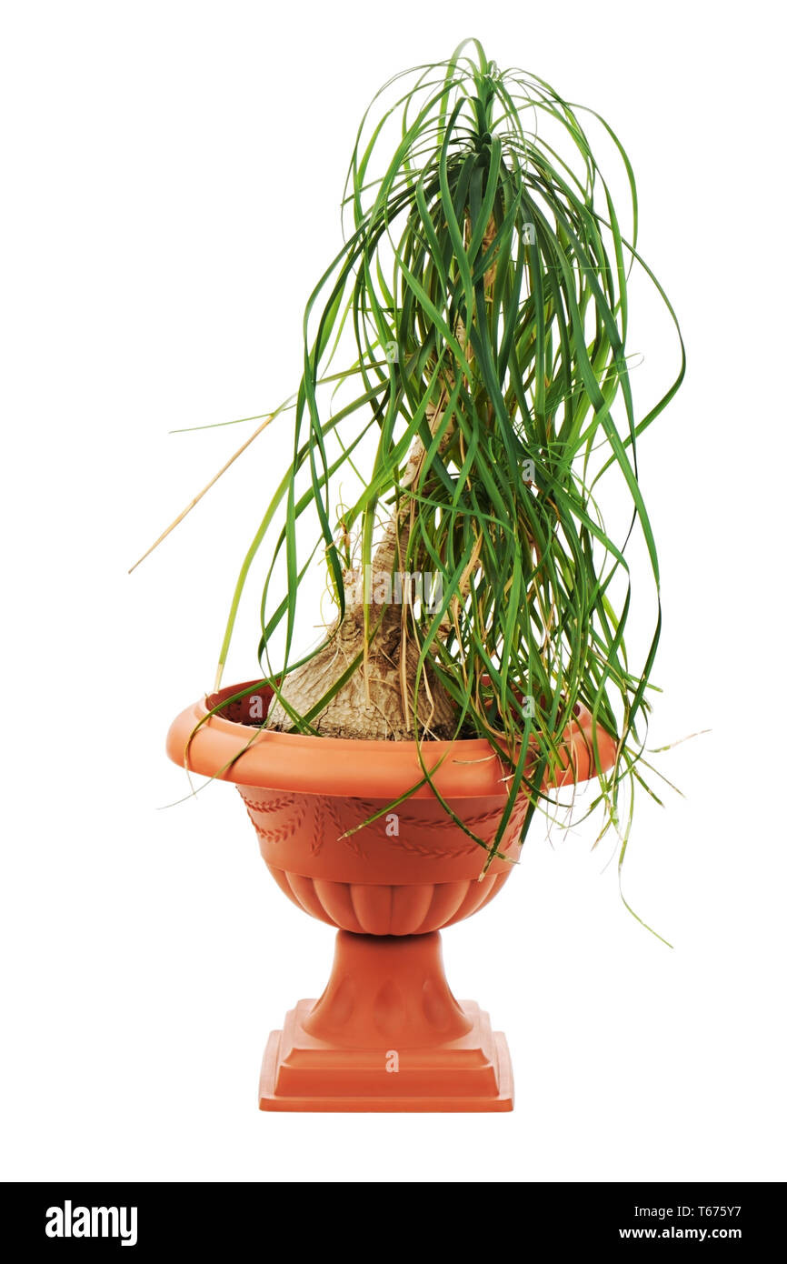 Nolina (Beaucarnea recurvata) in a flower pot isol Stock Photo