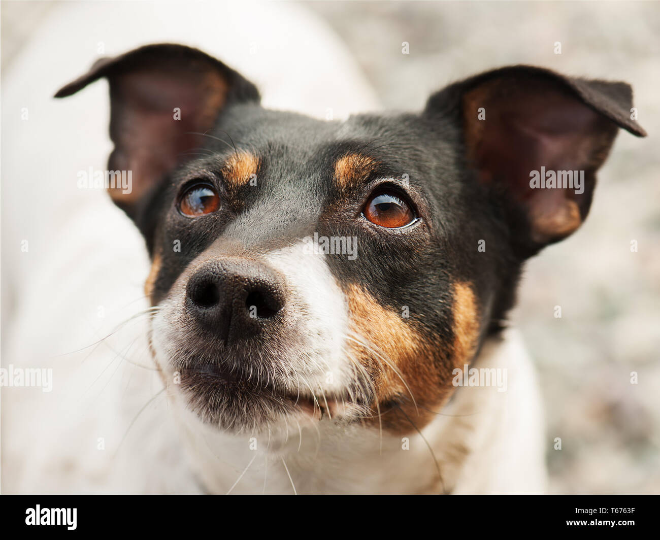 Jack russell terrier with collar hires stock photography and images