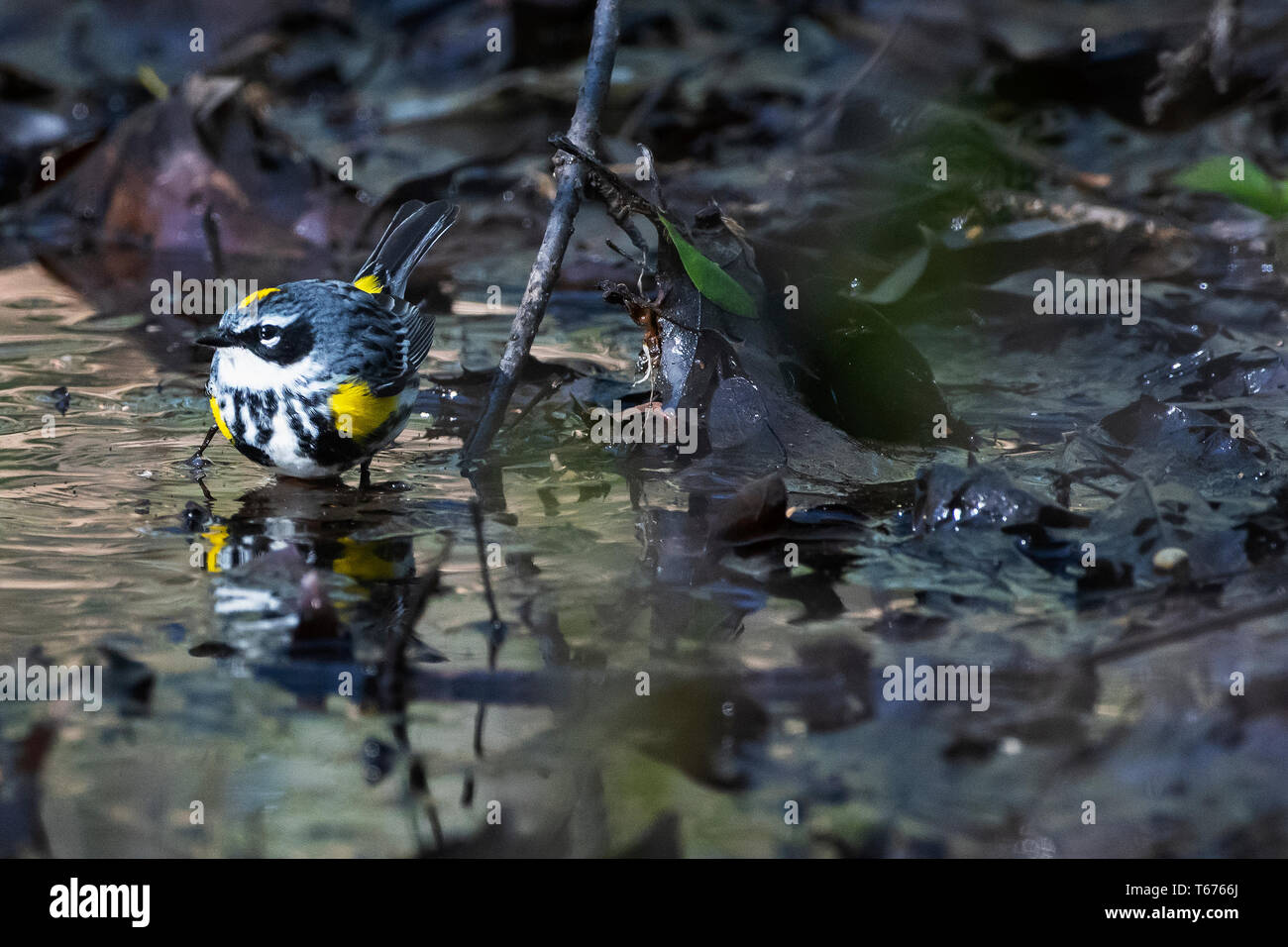 Romped Yellow-Romped warbler ready to take a bath Stock Photo - Alamy