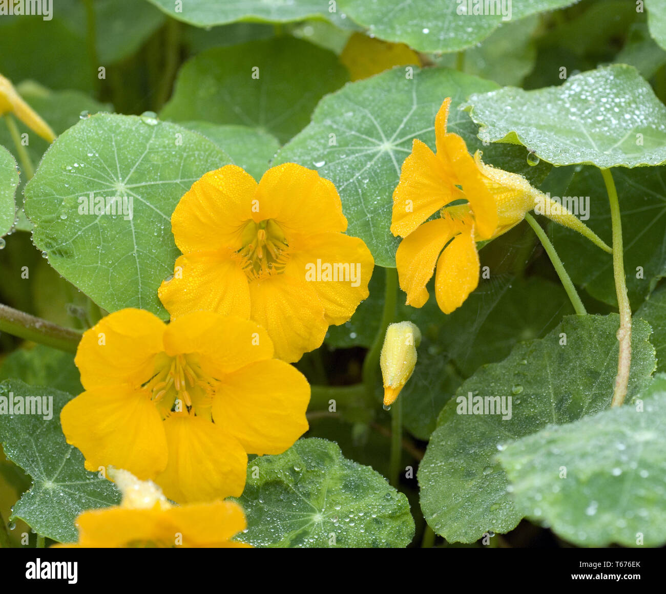 Nasturtium f hires stock photography and images Alamy