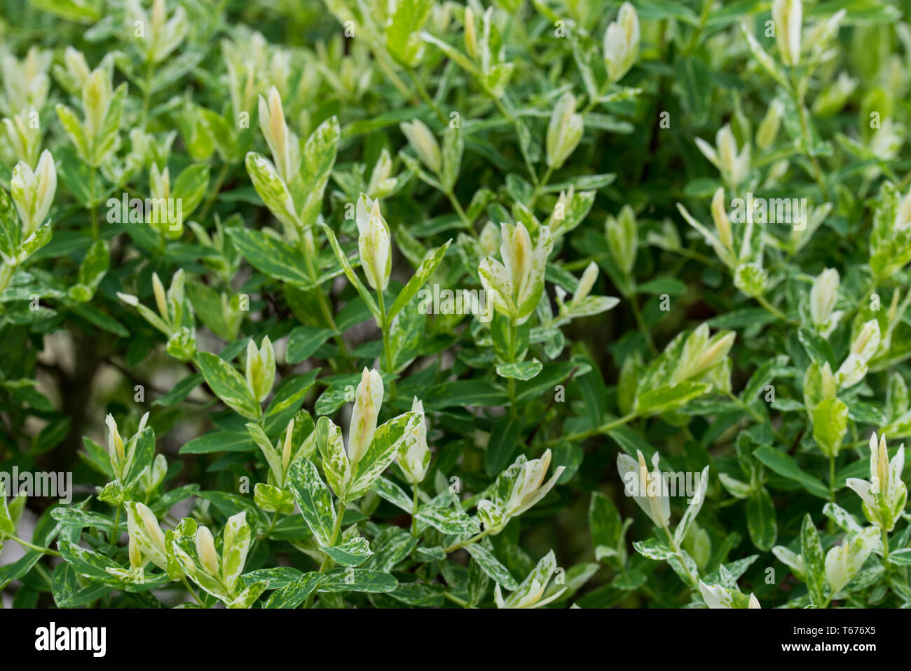 salix integra decorative garden plant white and green leaves Stock Photo
