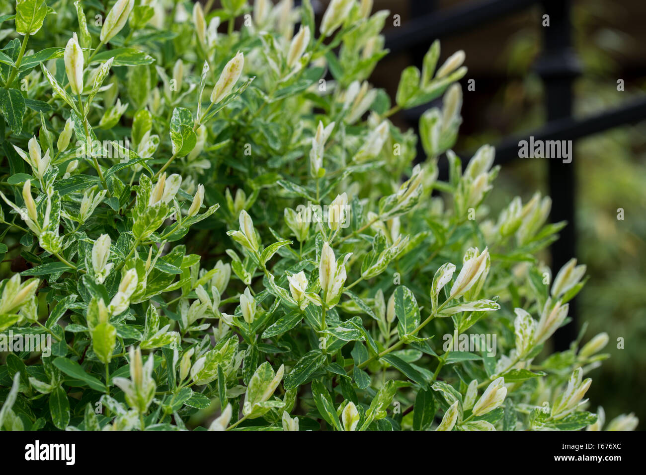 salix integra decorative garden plant white and green leaves Stock Photo