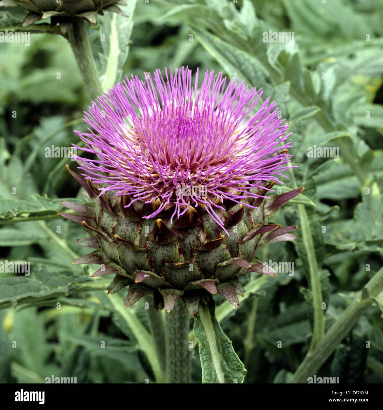 Globe artichoke, Cynara scolymus Stock Photo Alamy
