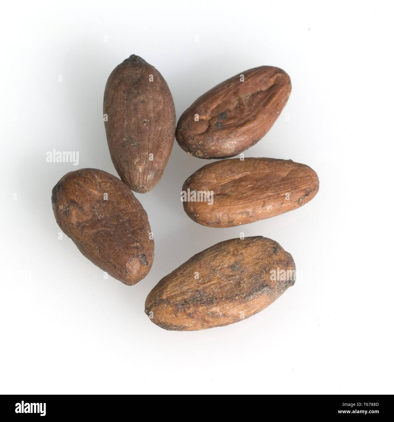 Cocoa fruits and cocoa beans Stock Photo Alamy