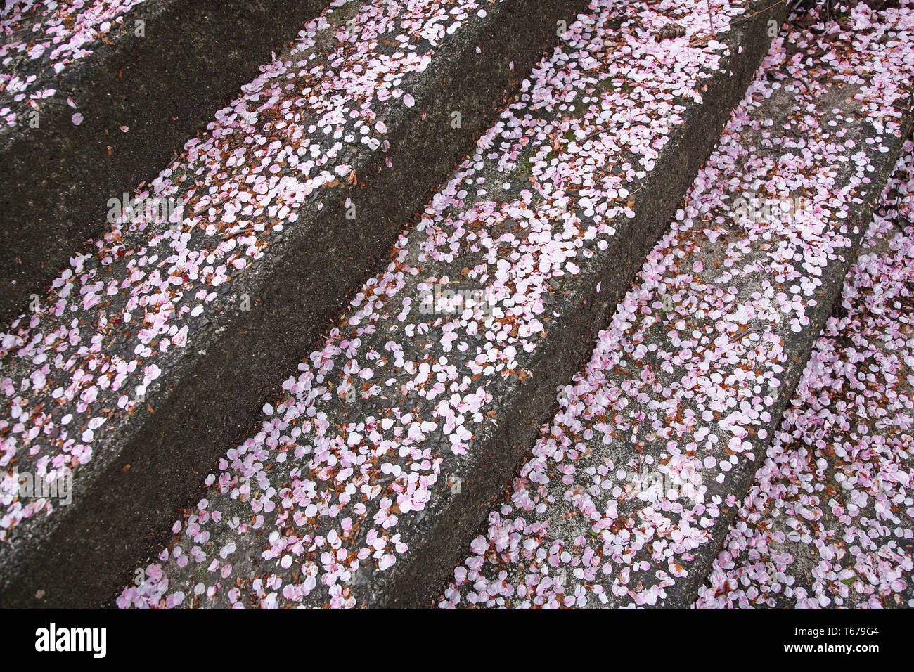 cherry blossoms on steps in Matsuyama Japan Stock Photo