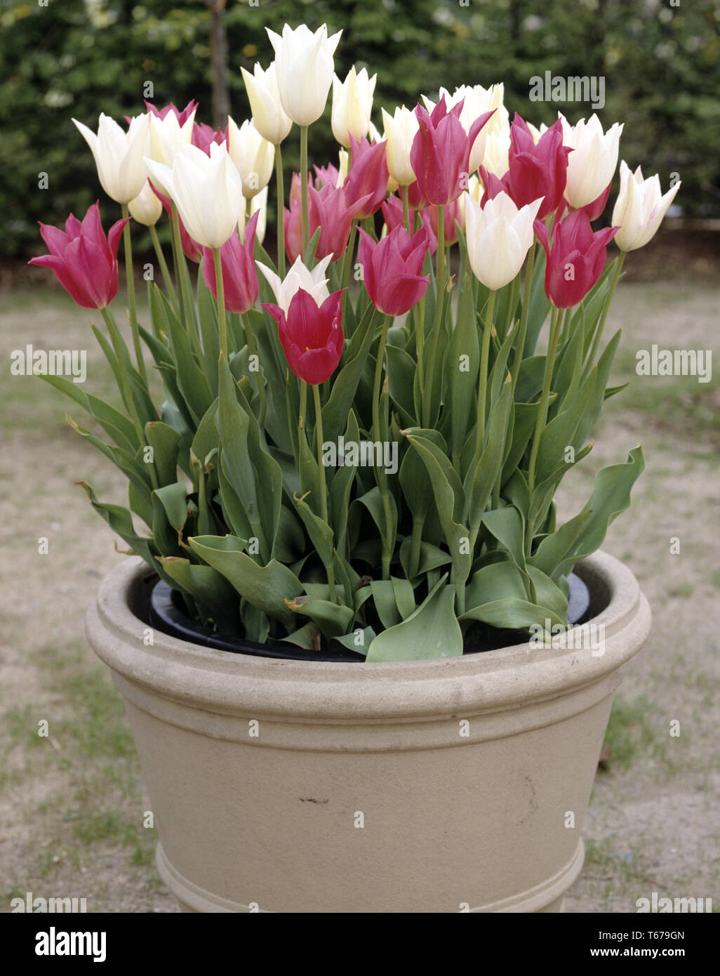 Tulip blooming season in the Netherlands, Europe Stock Photo Alamy
