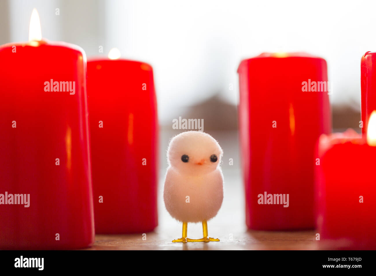 little white chicken between big red candles Stock Photo
