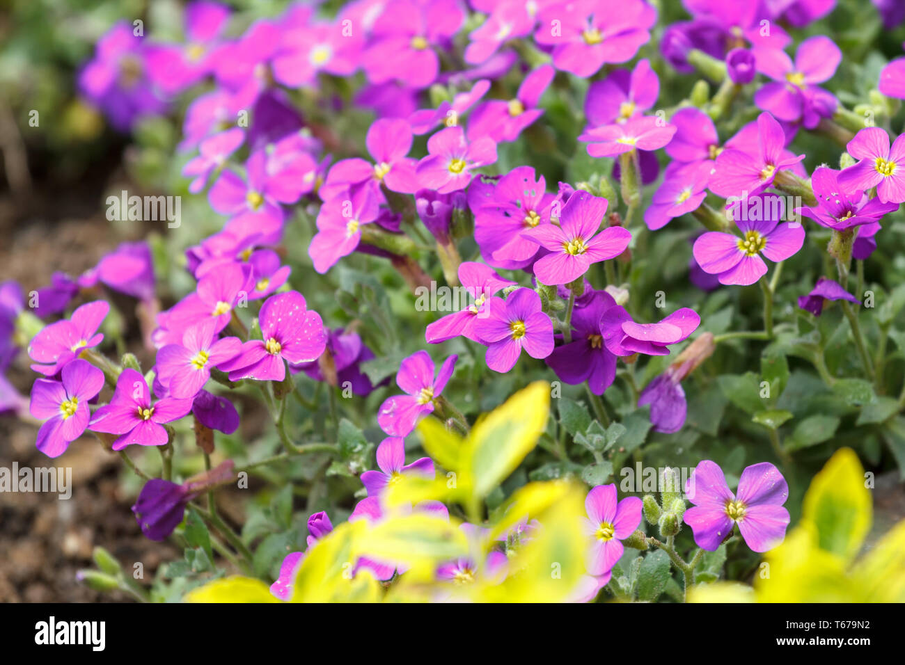 pink flowers for natural background Stock Photo - Alamy
