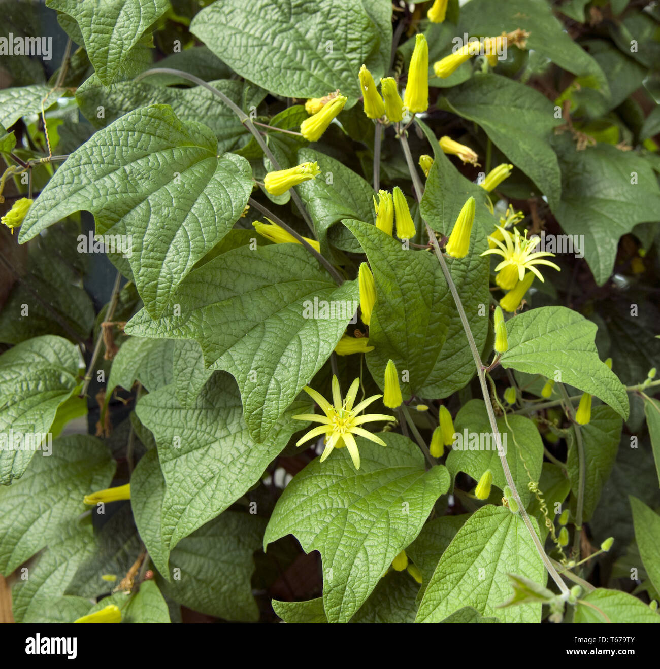 yellow passionflower / passion flower [Passiflora lutea] Stock Photo