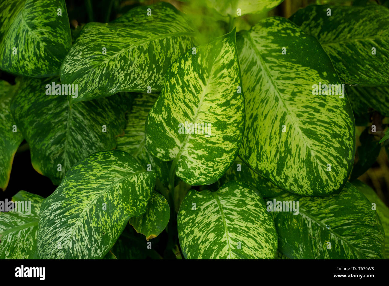 Beautiful tropical leaves of Dieffenbachia Amoena Stock Photo