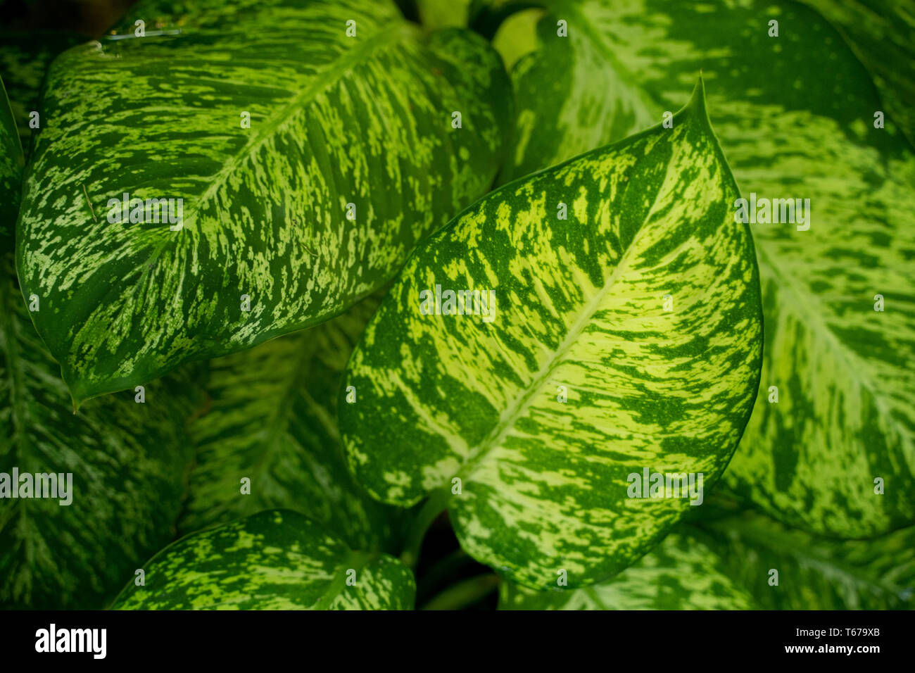 Beautiful green leaves of Dieffenbachia Amoena Stock Photo