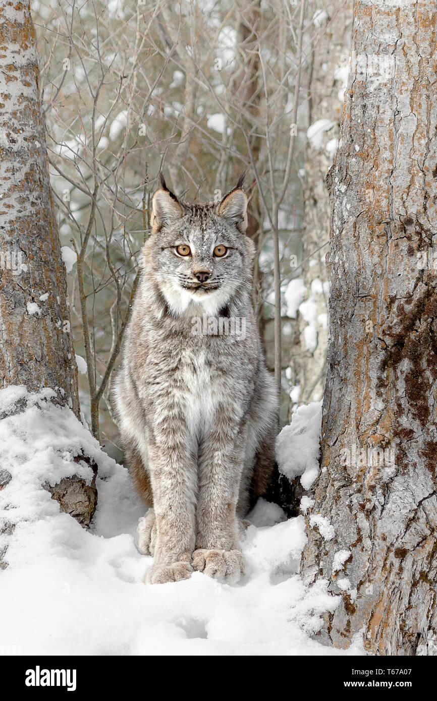 The Canadian Lynx is medium sized cat (family Felidae) that lives in Canada  and the Northern USA (including Alaska). They have long legs and large  broad paws that are covered in fur.