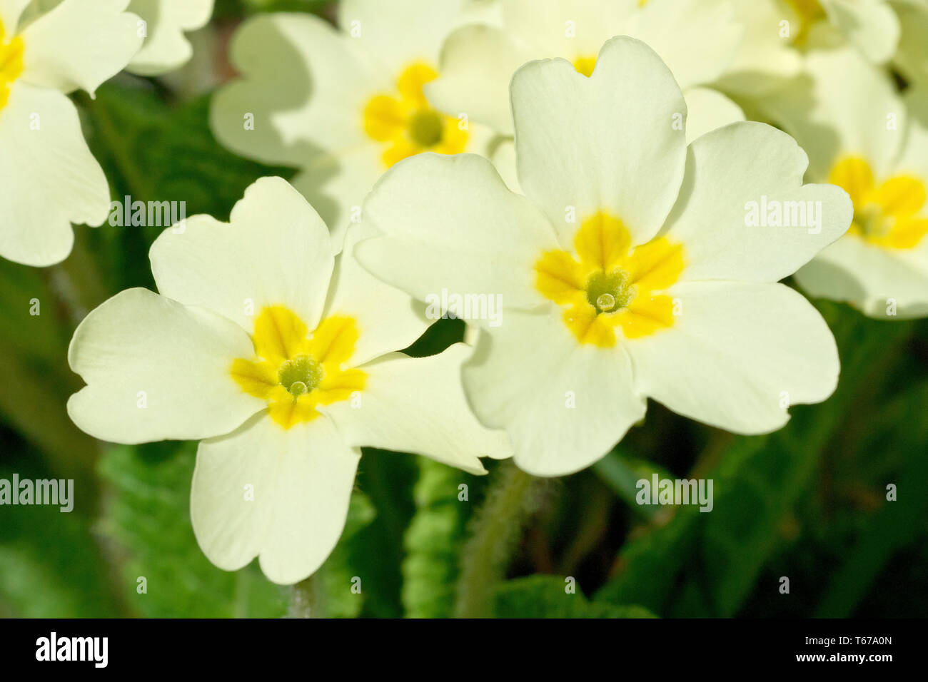 Primroses (primula vulgaris), close up of two pin-eye forms of the flower. Stock Photo