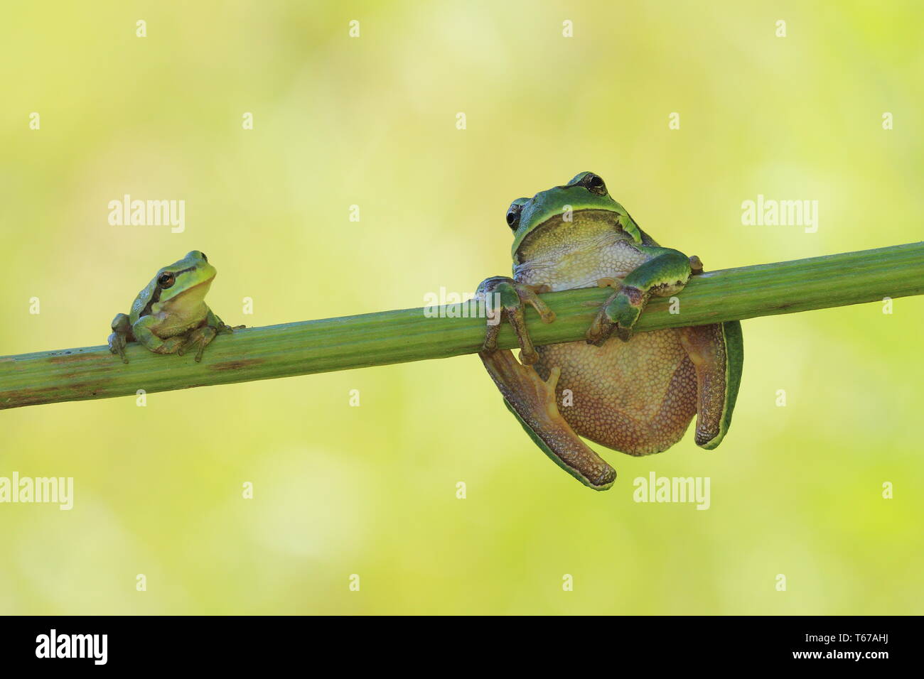 European tree frog, Hyla arborea Stock Photo Alamy
