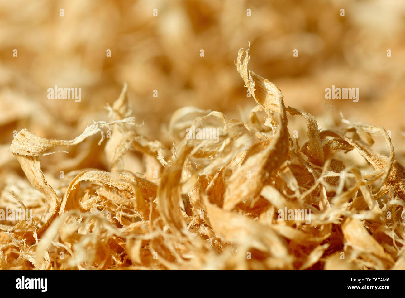 Close up of the wood shavings left behind after a fallen tree is sawn up and removed. Stock Photo