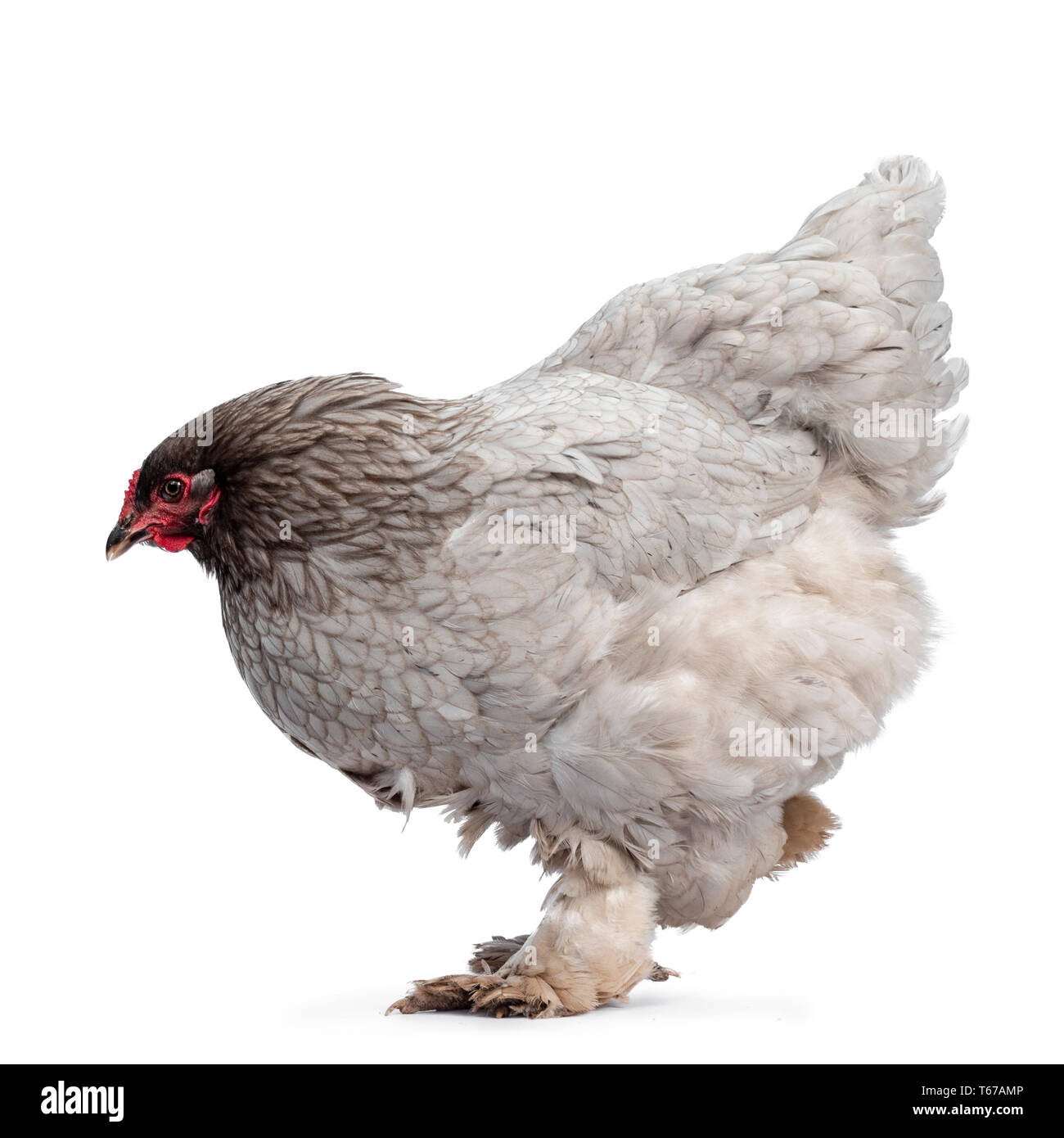Brahma Rooster and hen, chicken, standing with chicks, isolated on white  Stock Photo by Lifeonwhite
