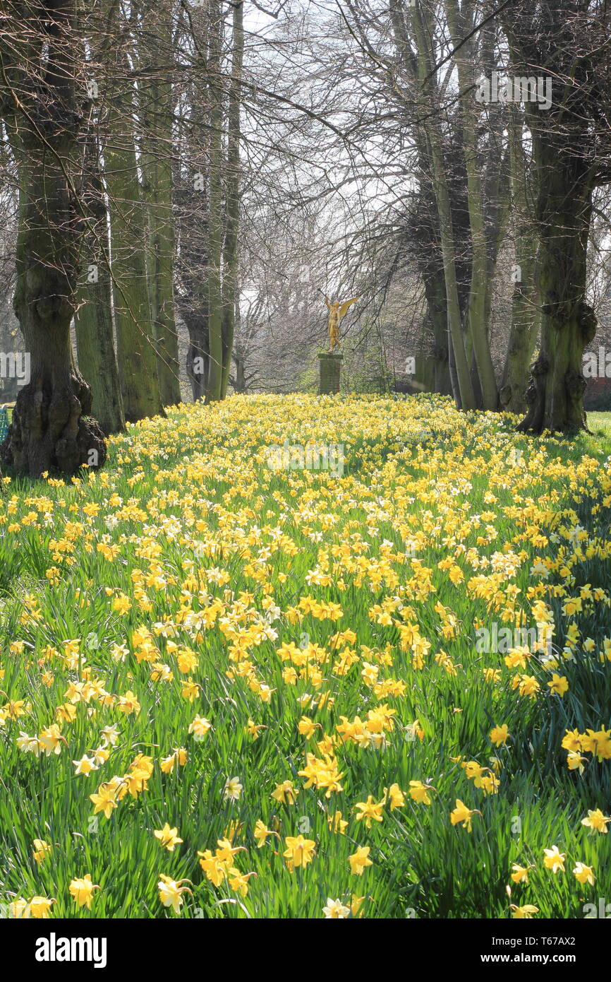 Daffodils renishaw hall hires stock photography and images Alamy