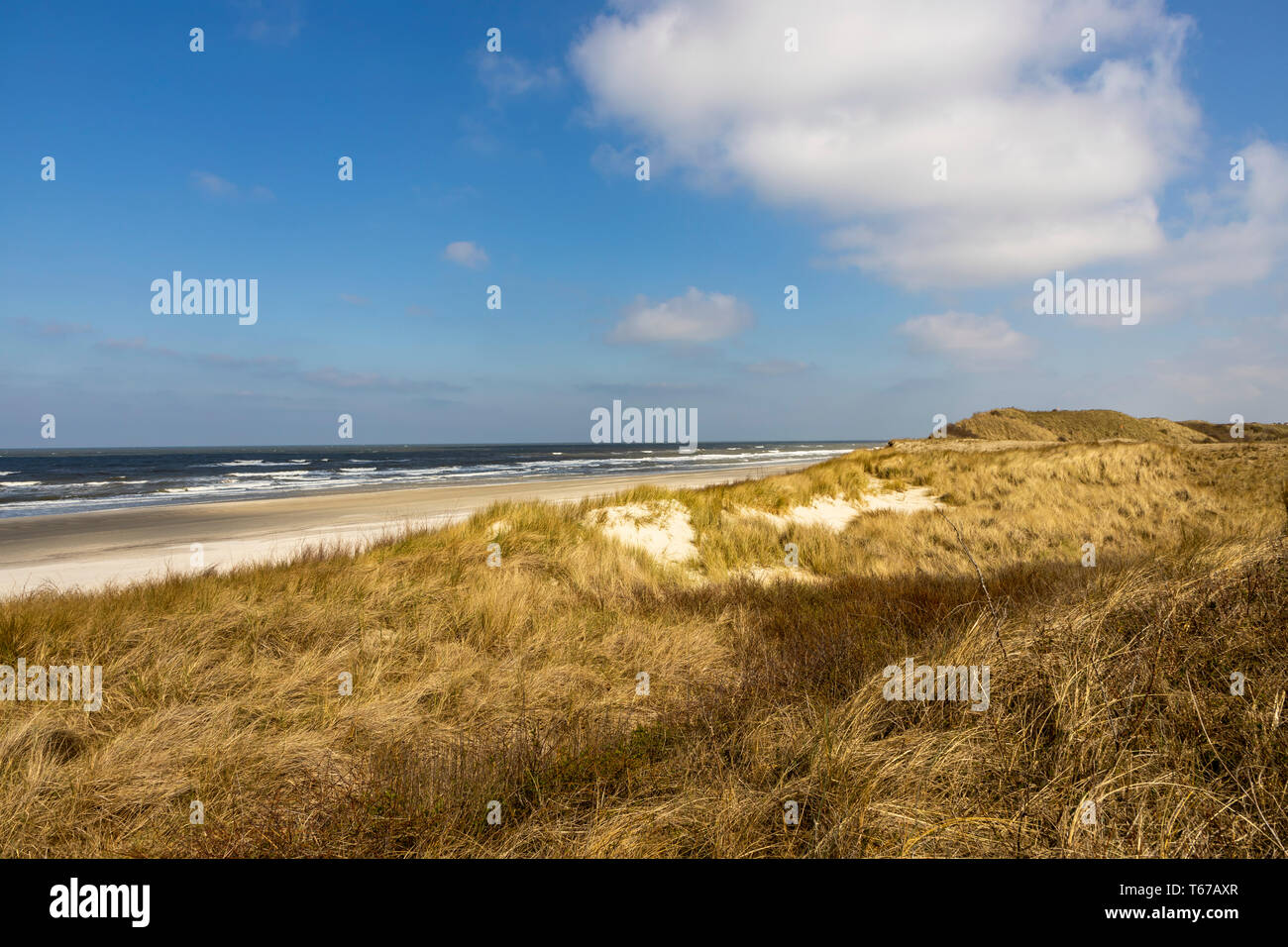 North Sea island Juist, East Frisia, Beach, Dunes landscape, Lower Saxony, Germany, Stock Photo
