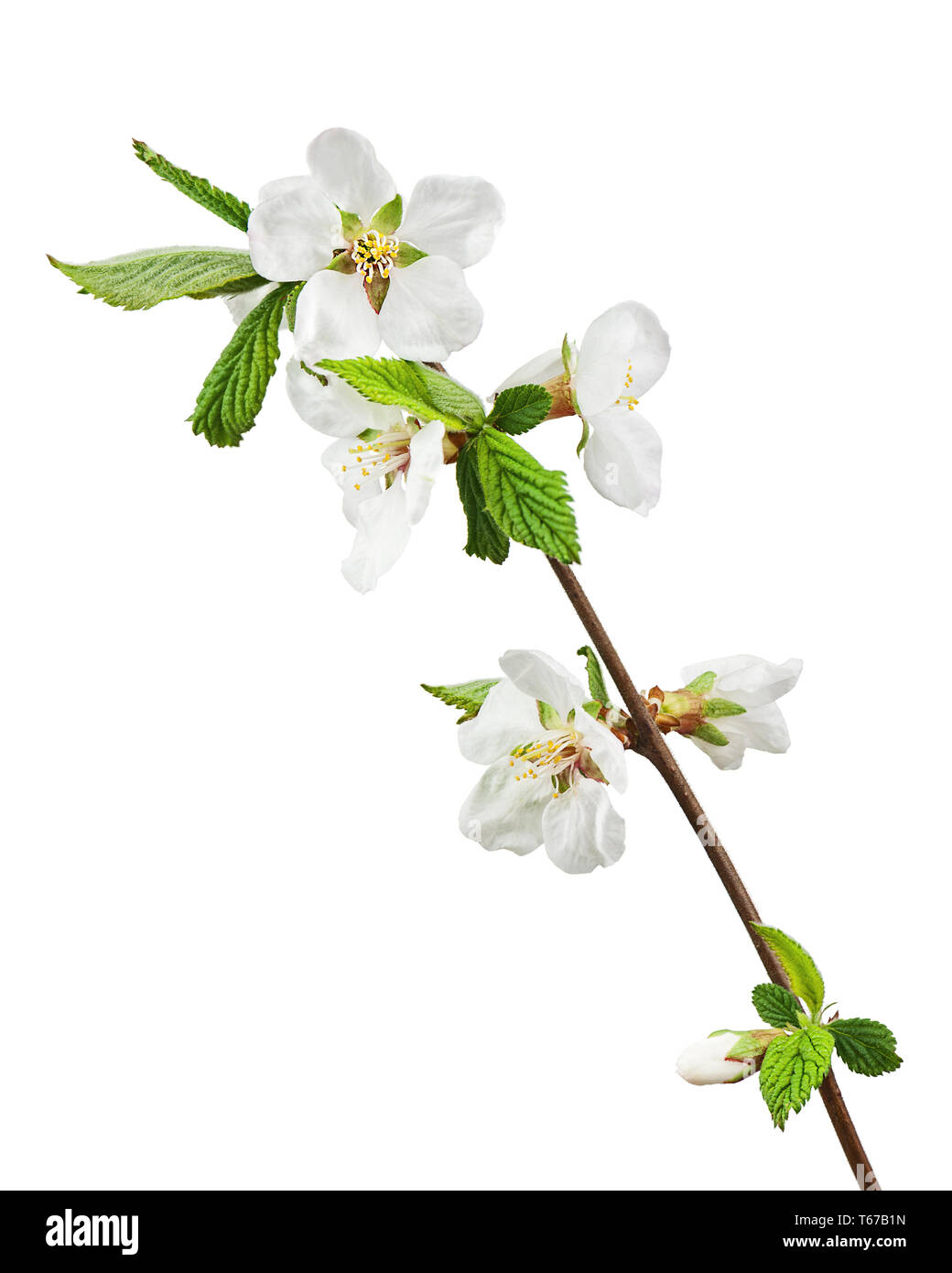Sakura flowers isolated on white background Stock Photo - Alamy