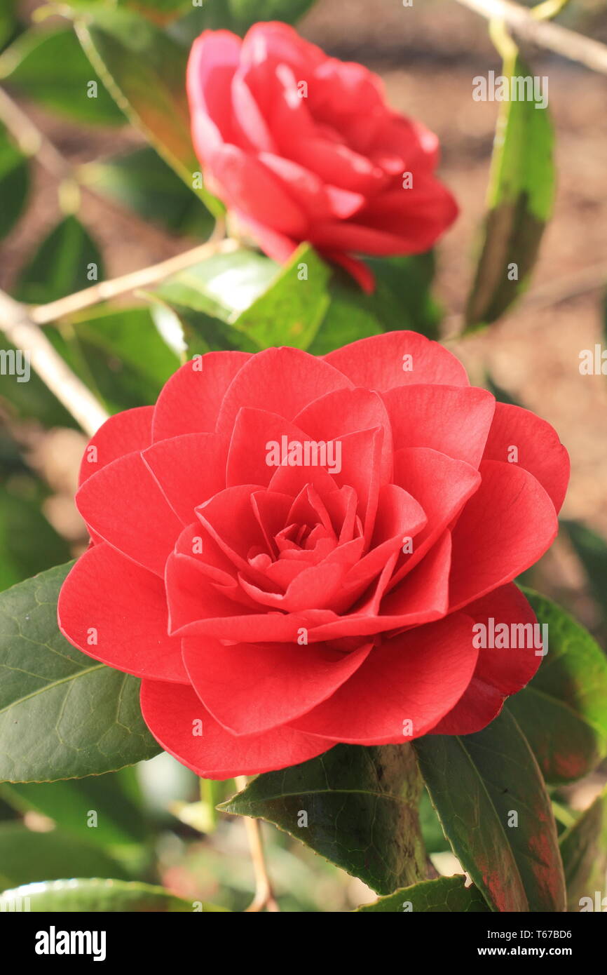 Camellia x williamsii 'Les Jury'. Crimson, double blooms of Camellia 'Les Jury' in spring, UK. AGM Stock Photo