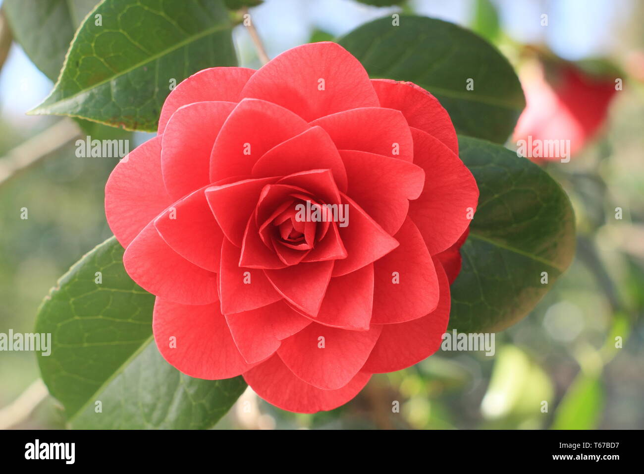 Camellia x williamsii 'Les Jury'. Crimson, double blooms of Camellia 'Les Jury' in spring, UK. AGM Stock Photo