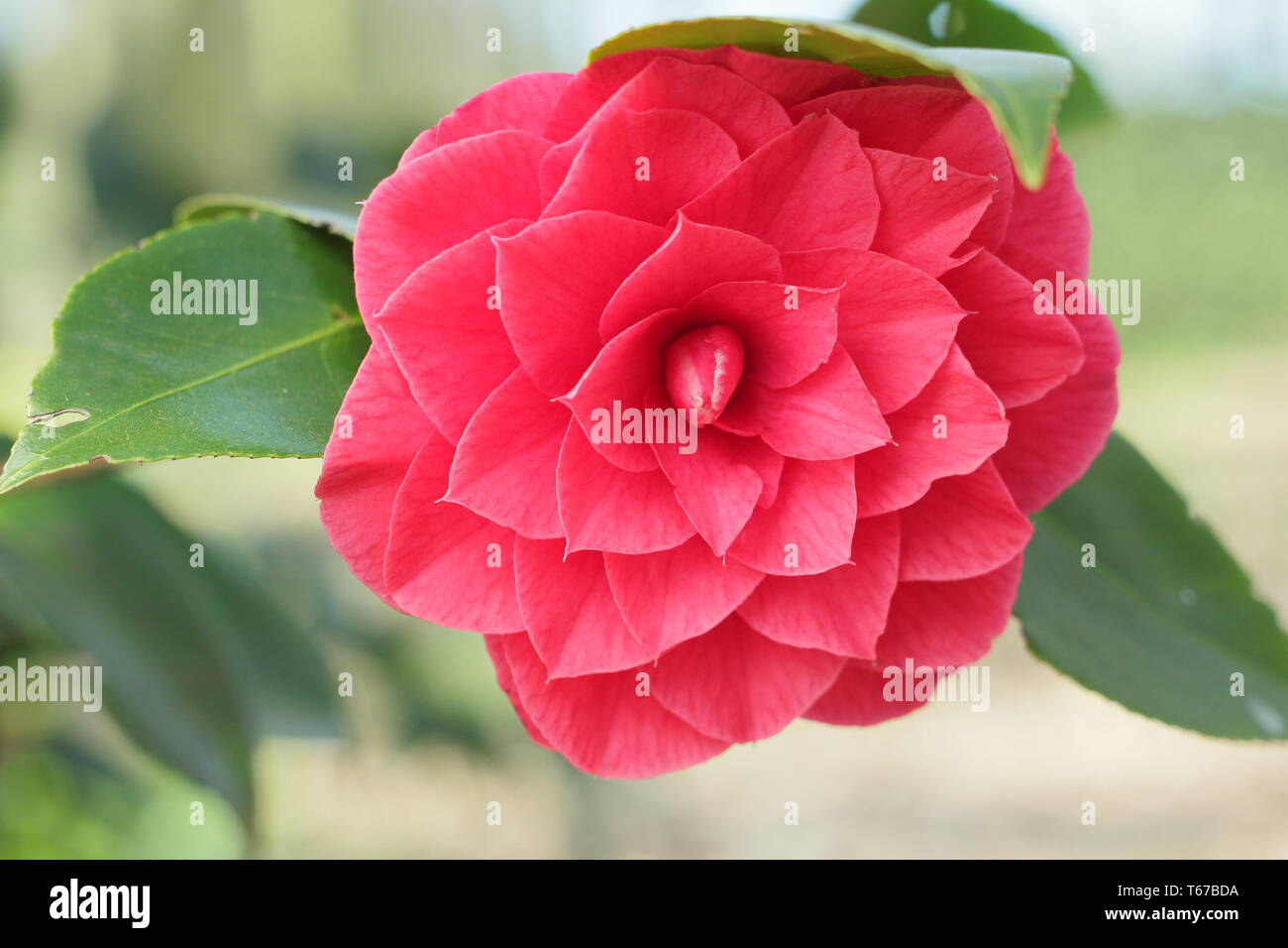 Camellia japonica 'Joseph Pfingstl'. Semi double blooms of Camellia Joseph Pfingstl in spring, UK Stock Photo