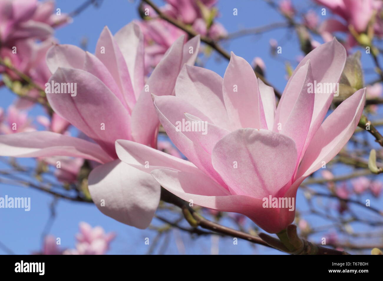Magnolia 'Heaven Scent' flowering in spring (late March), England, UK. AGM Stock Photo