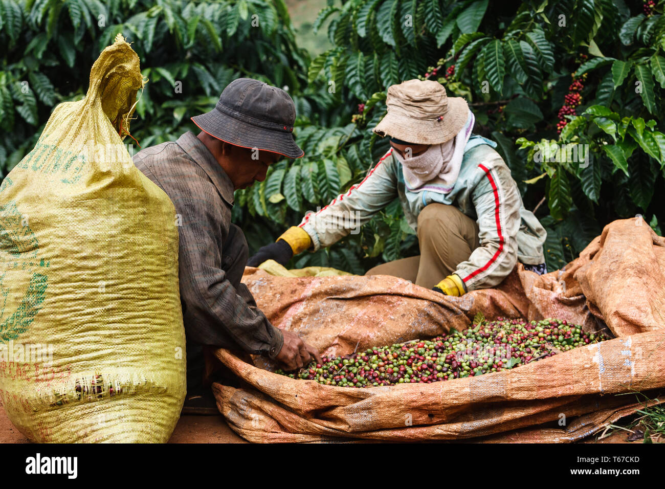 Coffee workers on a plantation in the central highlands of Vietnam near Dalat sort beans . Coffee is one of the provinces most important exports. Stock Photo