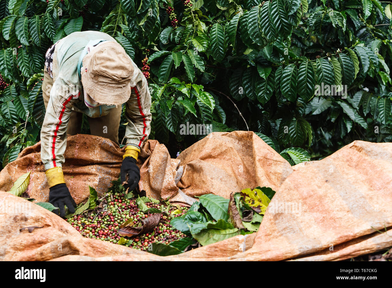 Coffee workers on a plantation in the central highlands of Vietnam near Dalat taking foliage out of sack of beans.Coffee is one of the provinces most Stock Photo