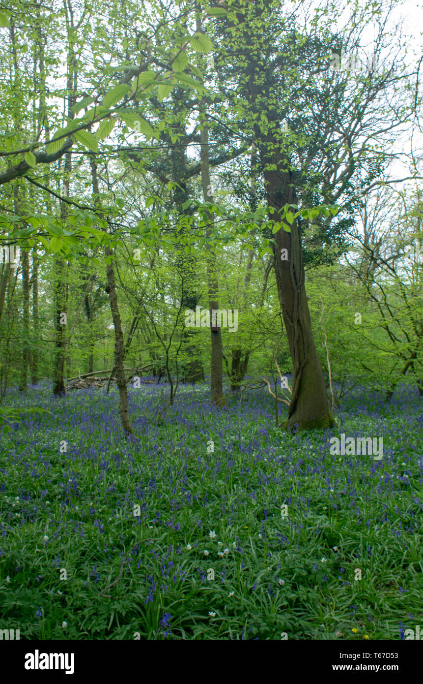 Spring bluebells surround the roots of woodland trees Stock Photo