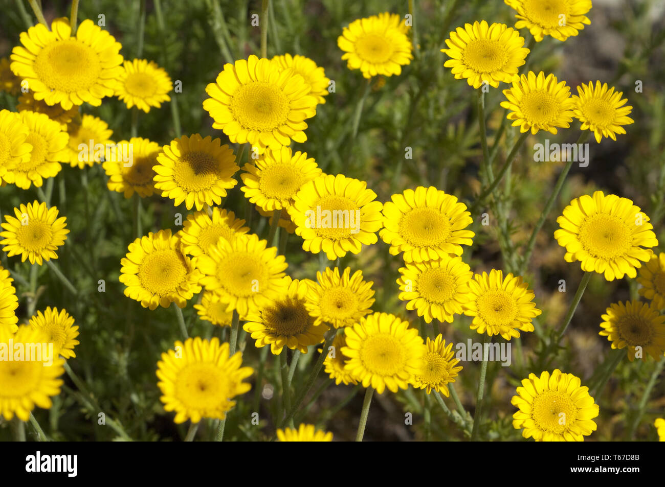 golden marguerite [Anthemis tinctoria] or yellow chamomile Stock Photo