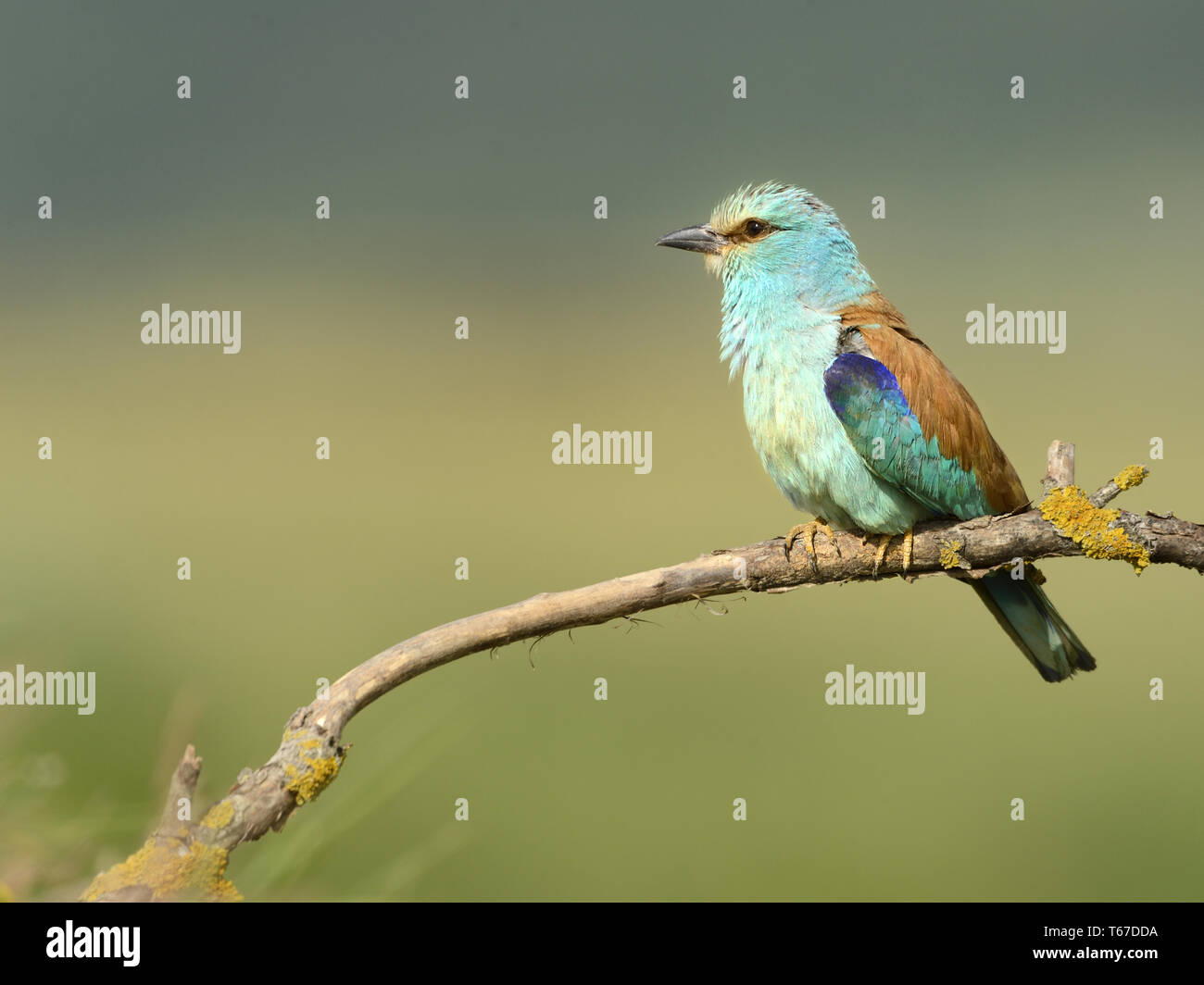 European roller, Coracias garrulus Stock Photo Alamy