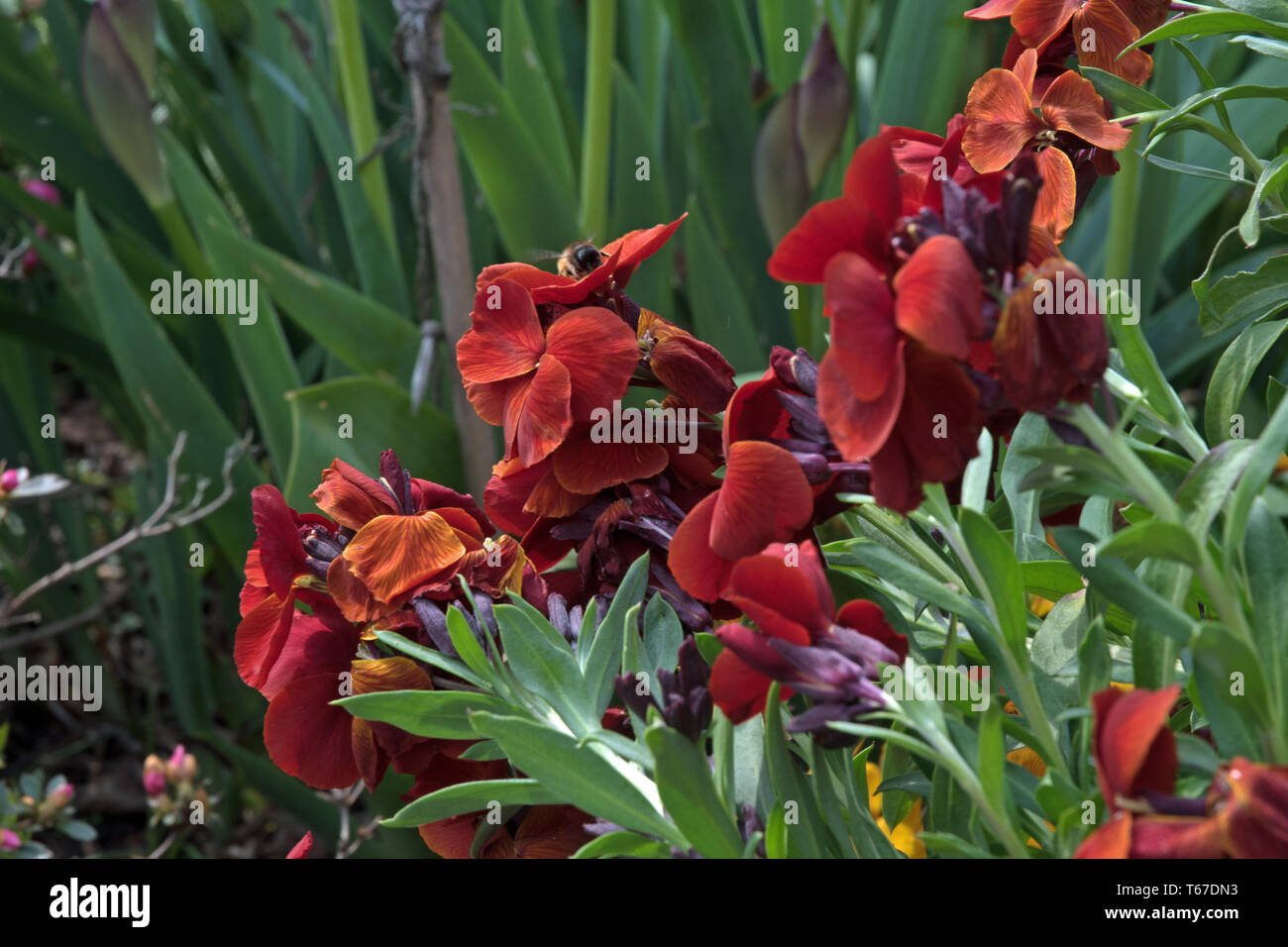 Mahogany-red fragrant wallflower Stock Photo