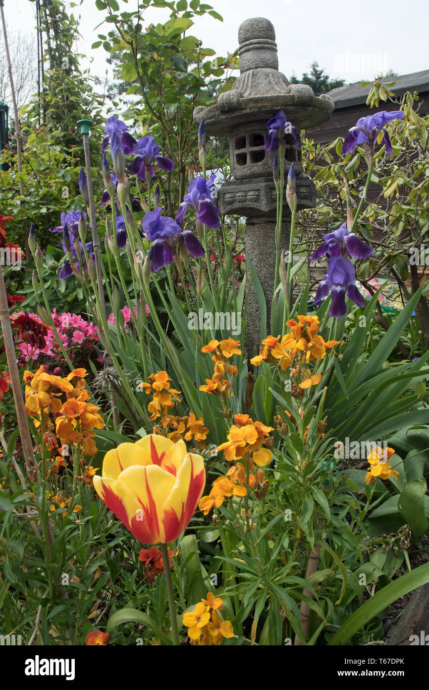 iris, tulips & wallflowers in spring Stock Photo