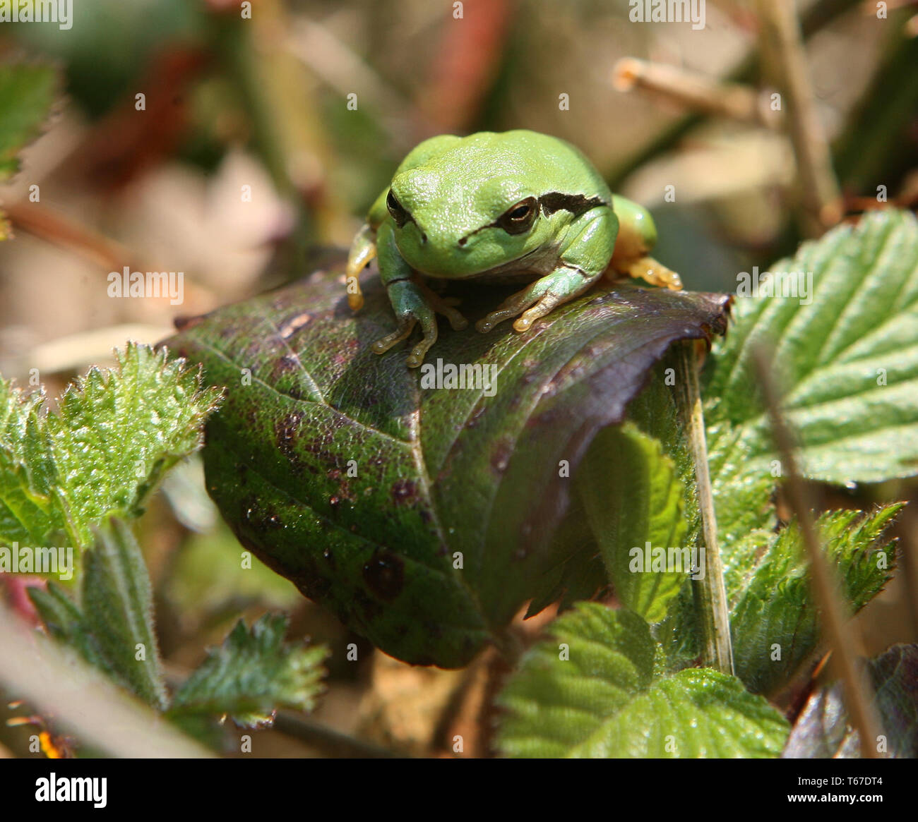 European tree frog, Hyla arborea Stock Photo