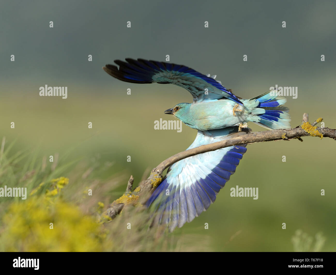 European roller coracias garrulus stock photo alamy