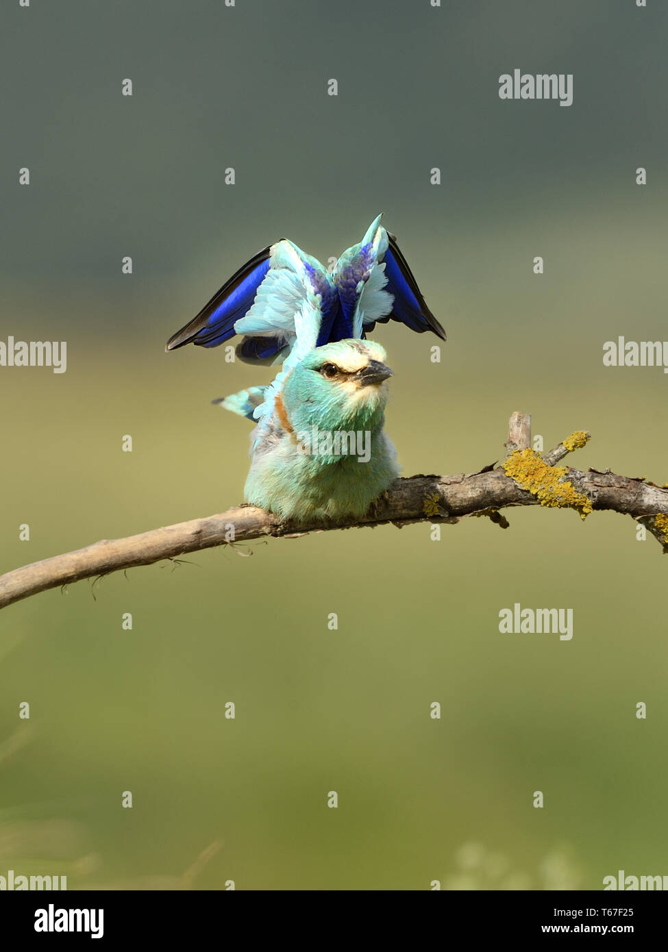 European roller, Coracias garrulus Stock Photo Alamy