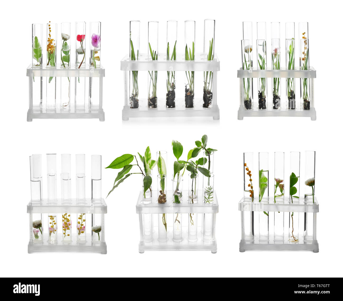 Laboratory test tubes with plants on white background Stock Photo - Alamy