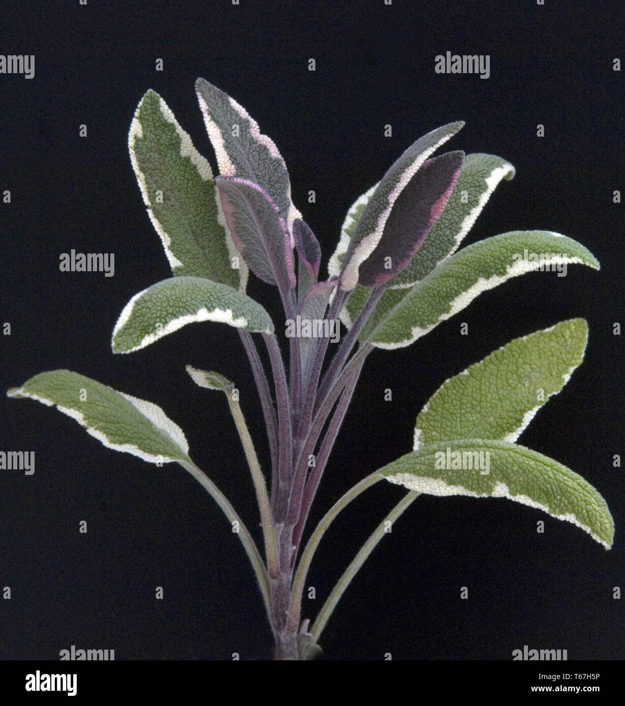 Common Sage, Salvia officinalis Stock Photo