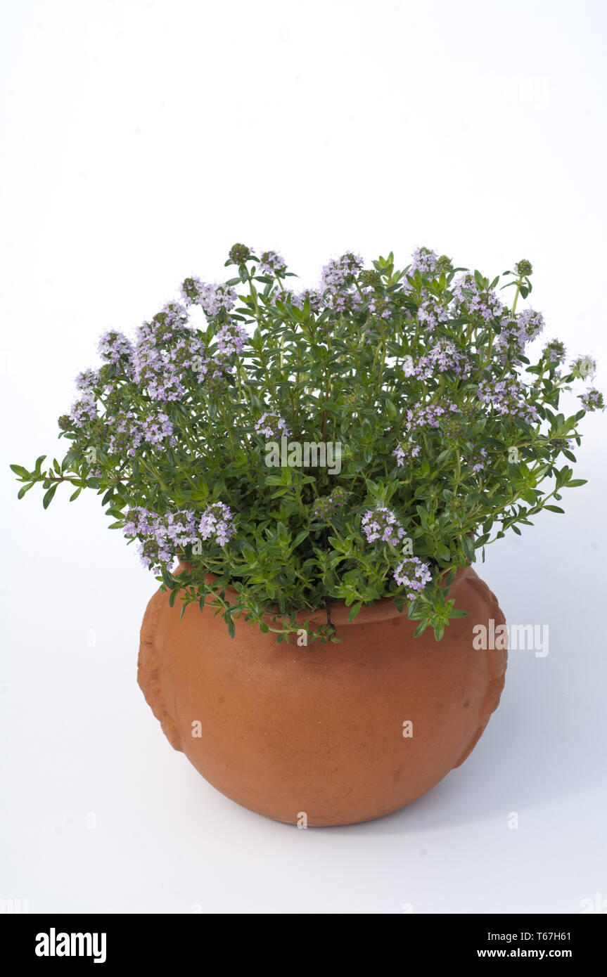 Winter savory, Satureja montana Stock Photo Alamy