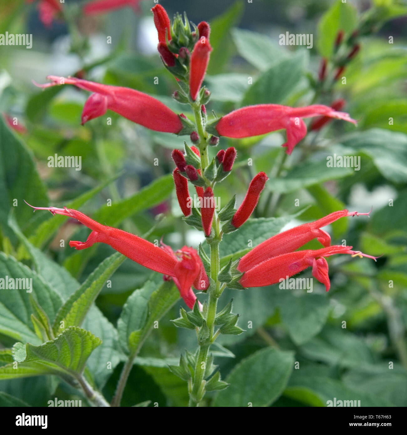 pineapple sage [Salvia rutilans] Stock Photo Alamy