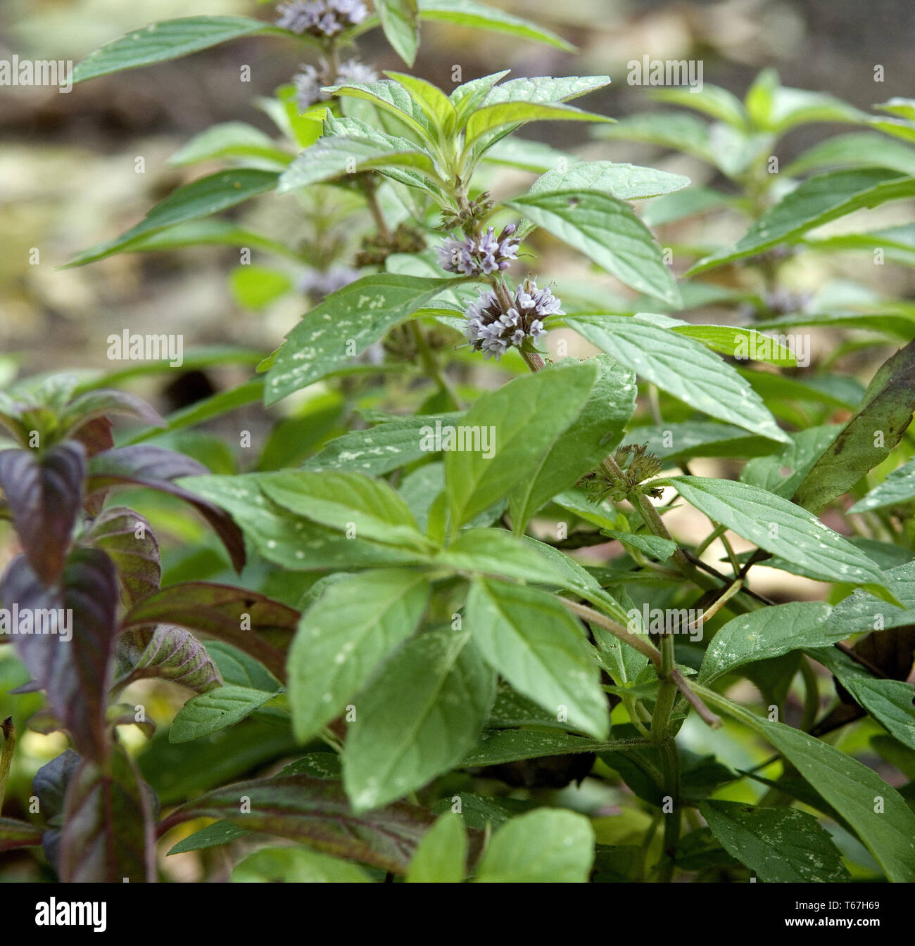 Mentha arvensis, the corn mint, field mint, or wild mint Stock Photo