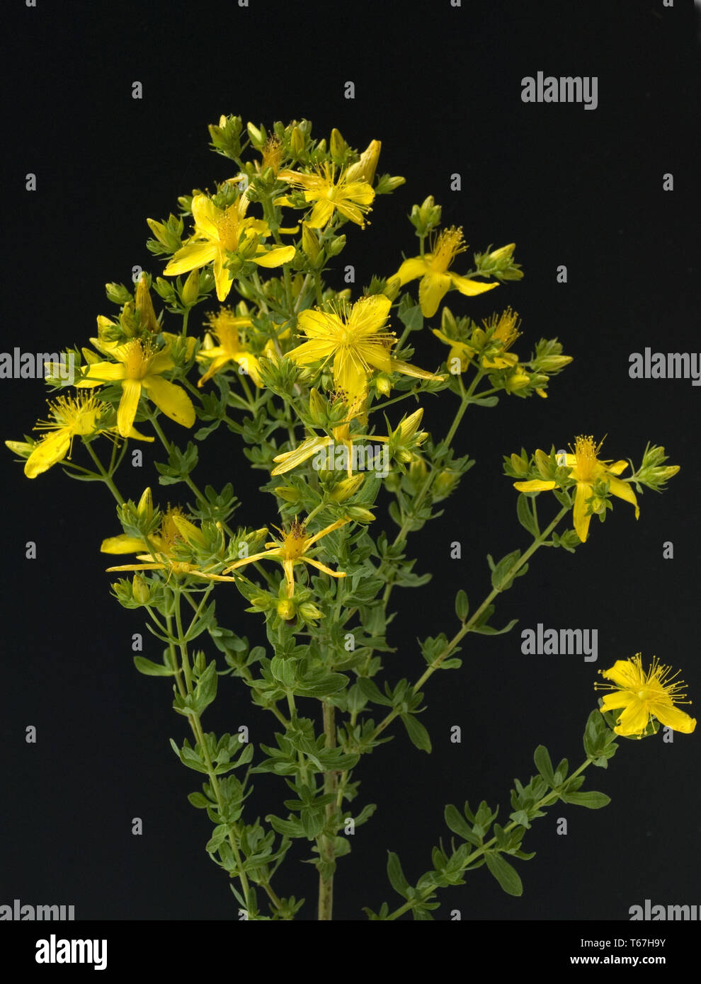 chasedevil, Klamath weed, Tipton's weed, goat weed, St. John's wort