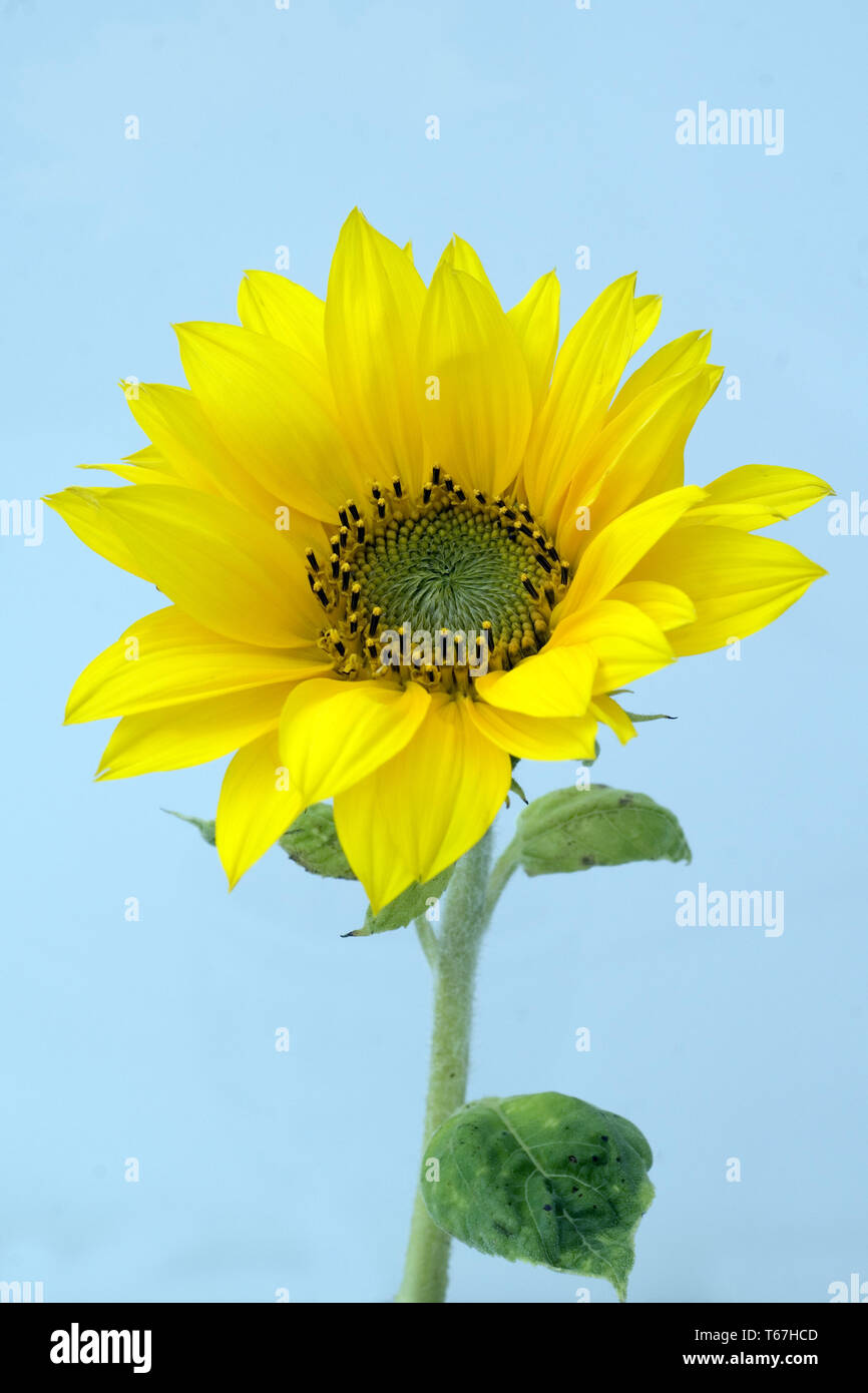 Recording native flora hi-res stock photography and images - Alamy